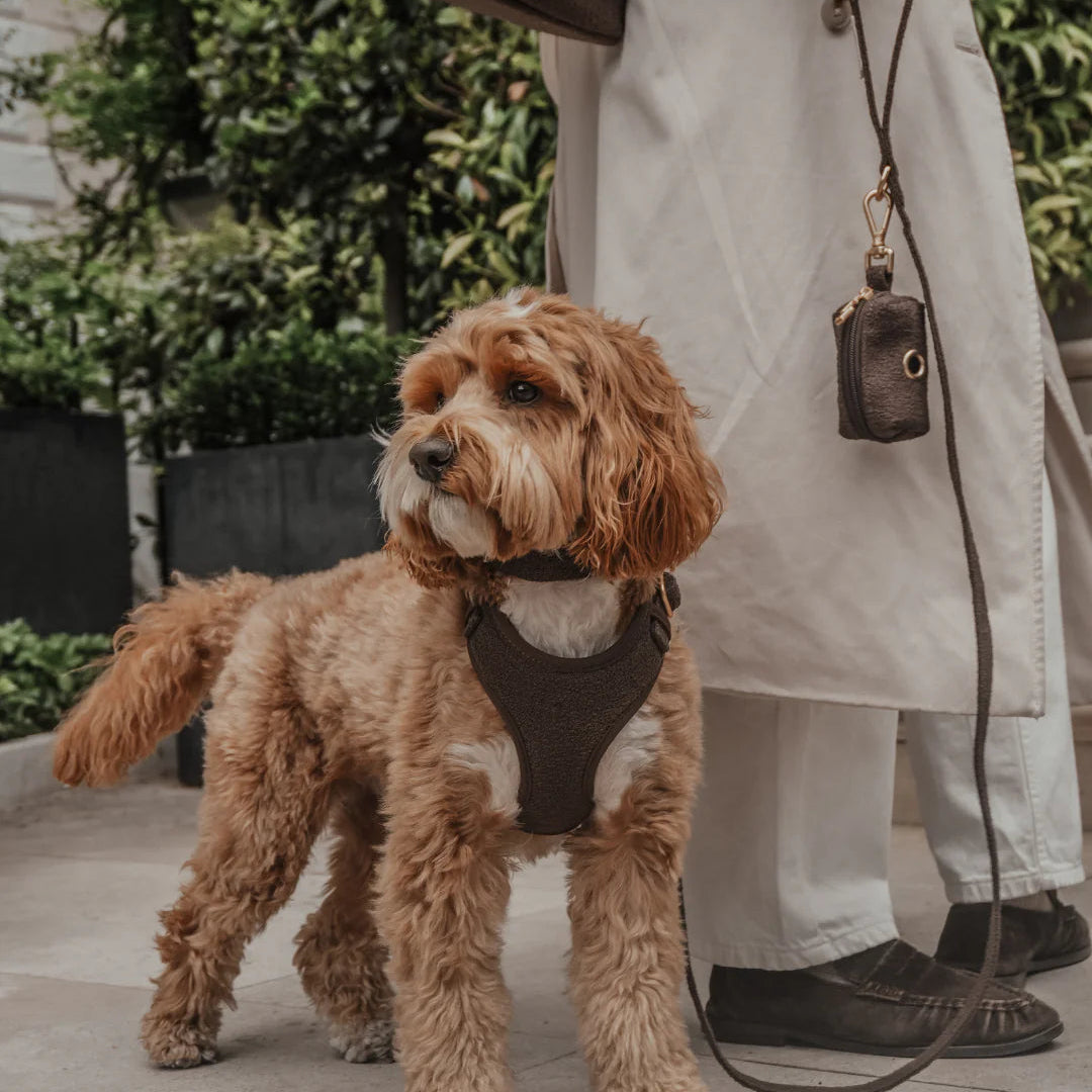 Small brown dog on a leash with a person holding a bag in an outdoor setting