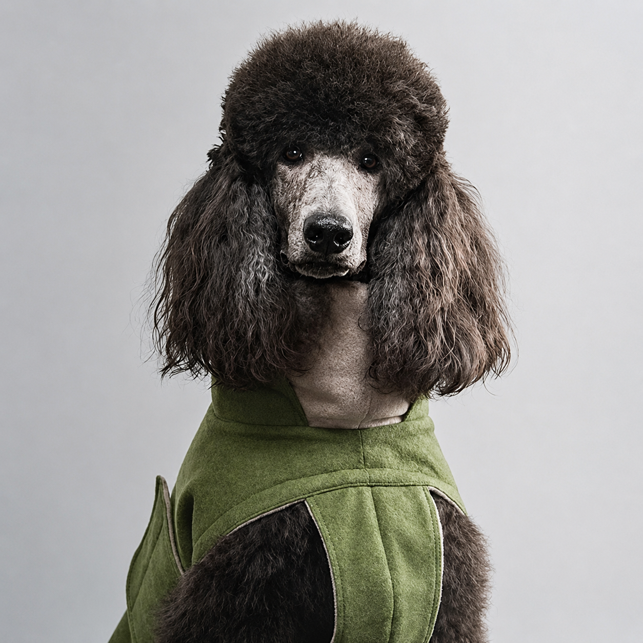 Poodle wearing a green vest against a gray background