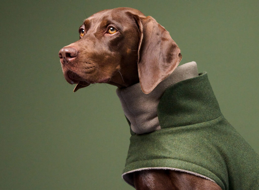 Dog wearing a green fleece coat against a green background
