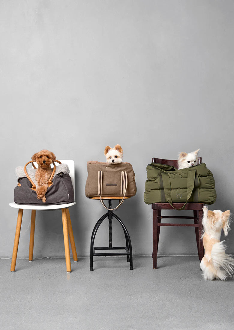 Three dogs in different bags on chairs against a gray background