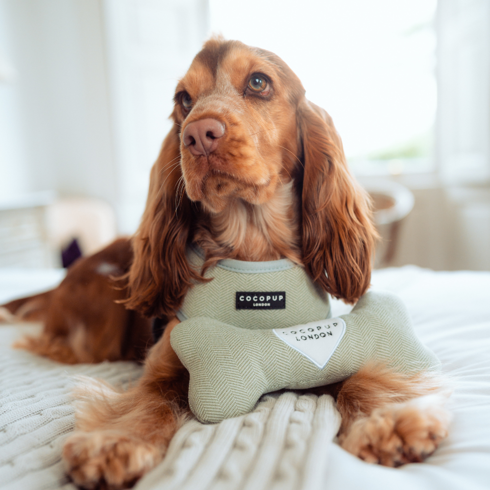 Dog playing with the Sage Tweed Bone Toy by Cocopup London