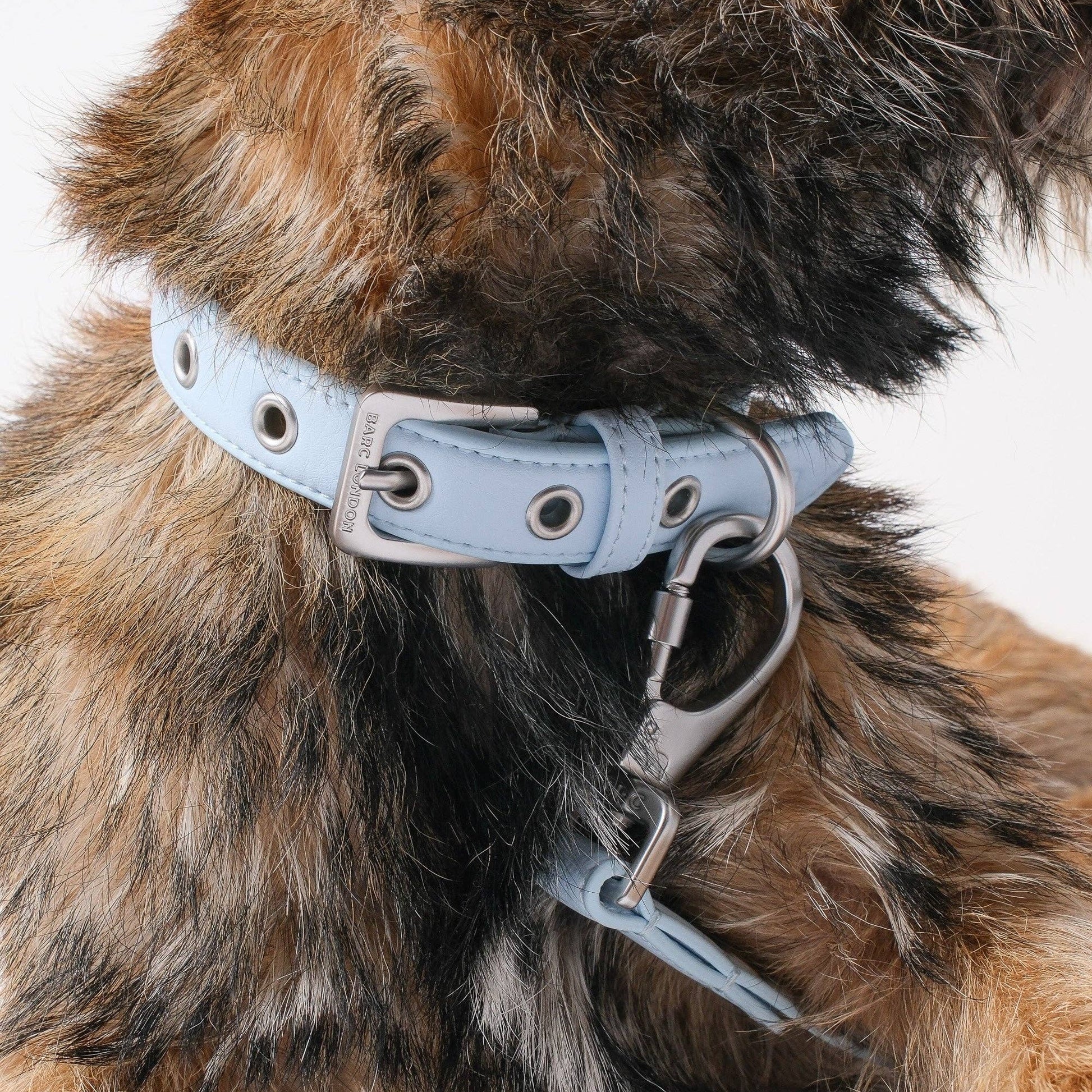 Dog wearing a light blue leather collar with metal hardware on a white background