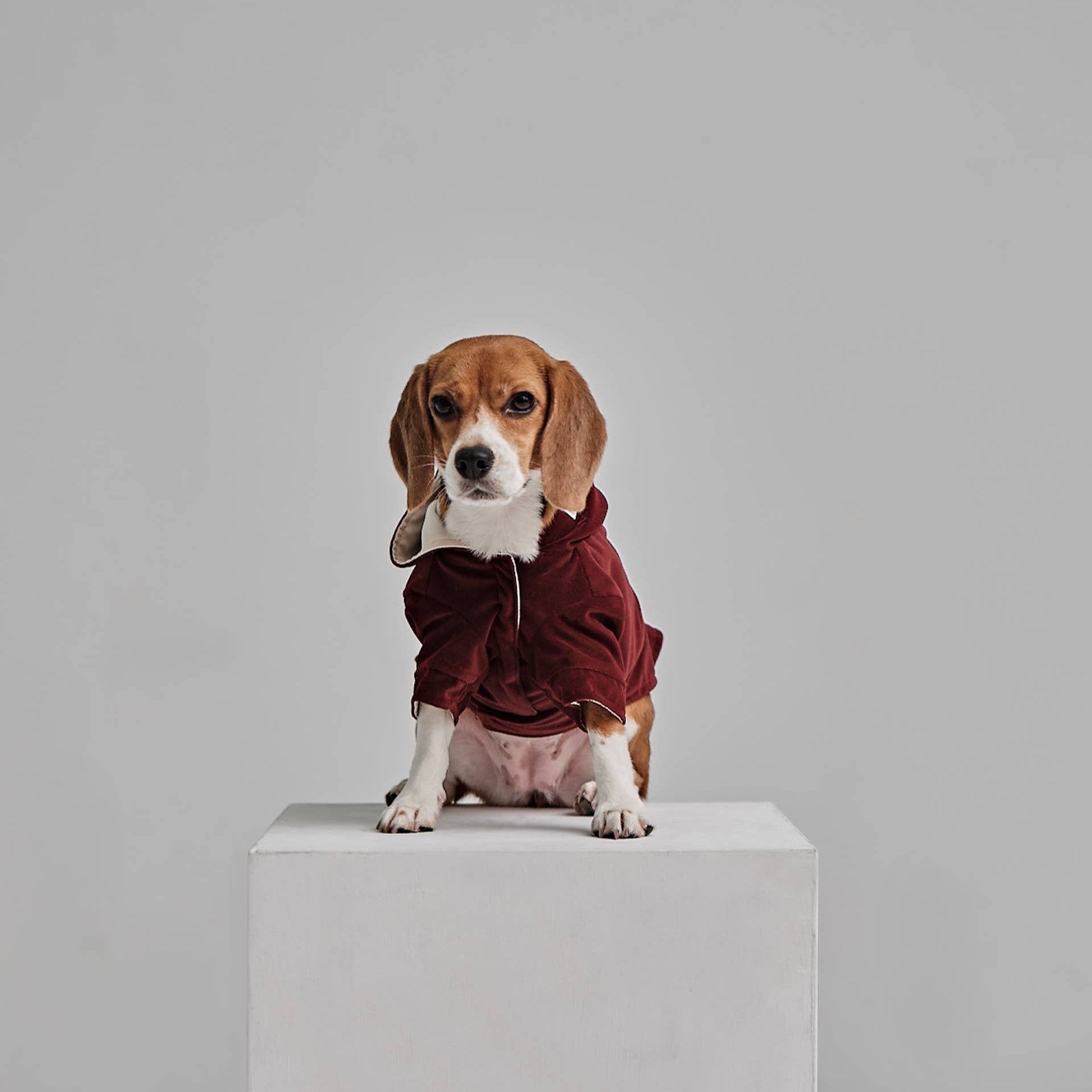 Dog wearing a red jacket on a white platform with a gray background