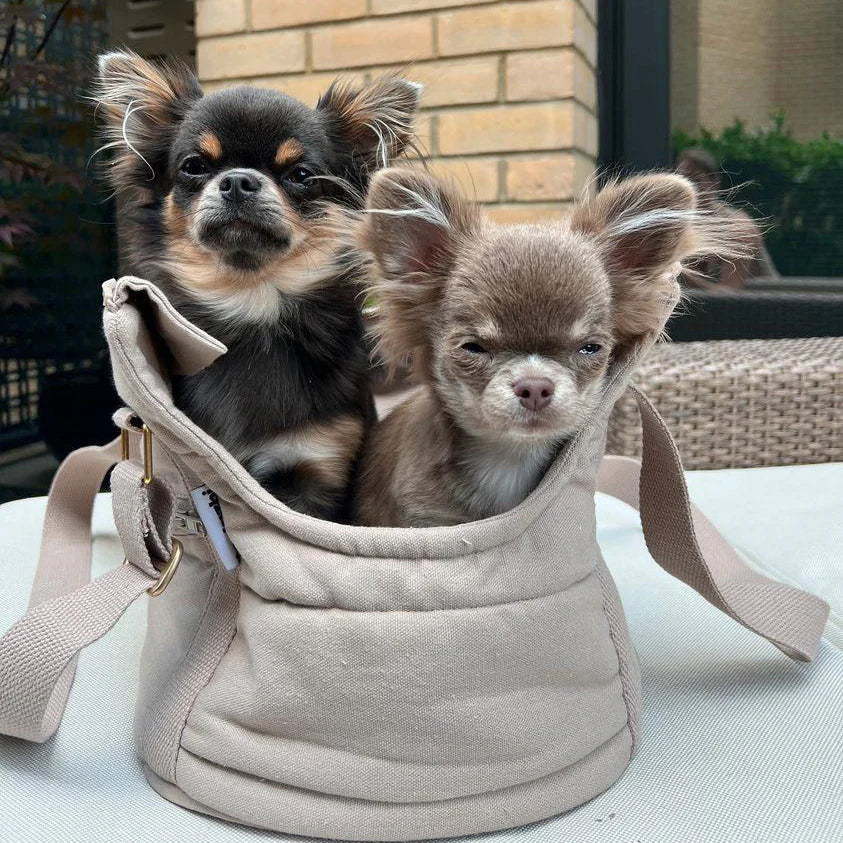 Two small dogs in a beige bag with a brick wall and outdoor furniture in the background.