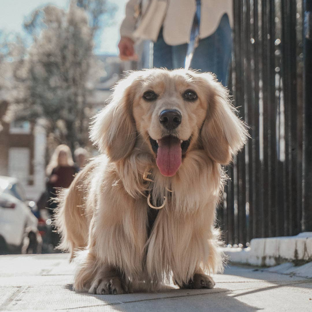 Long-haired dog on a leash with a person in the background