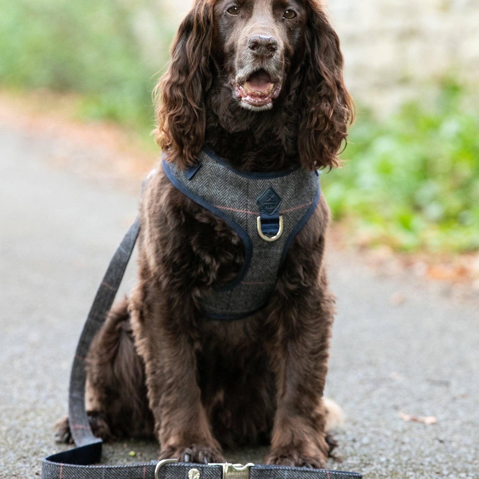 Brown dog wearing a harness sitting on a path with a blurred natural background