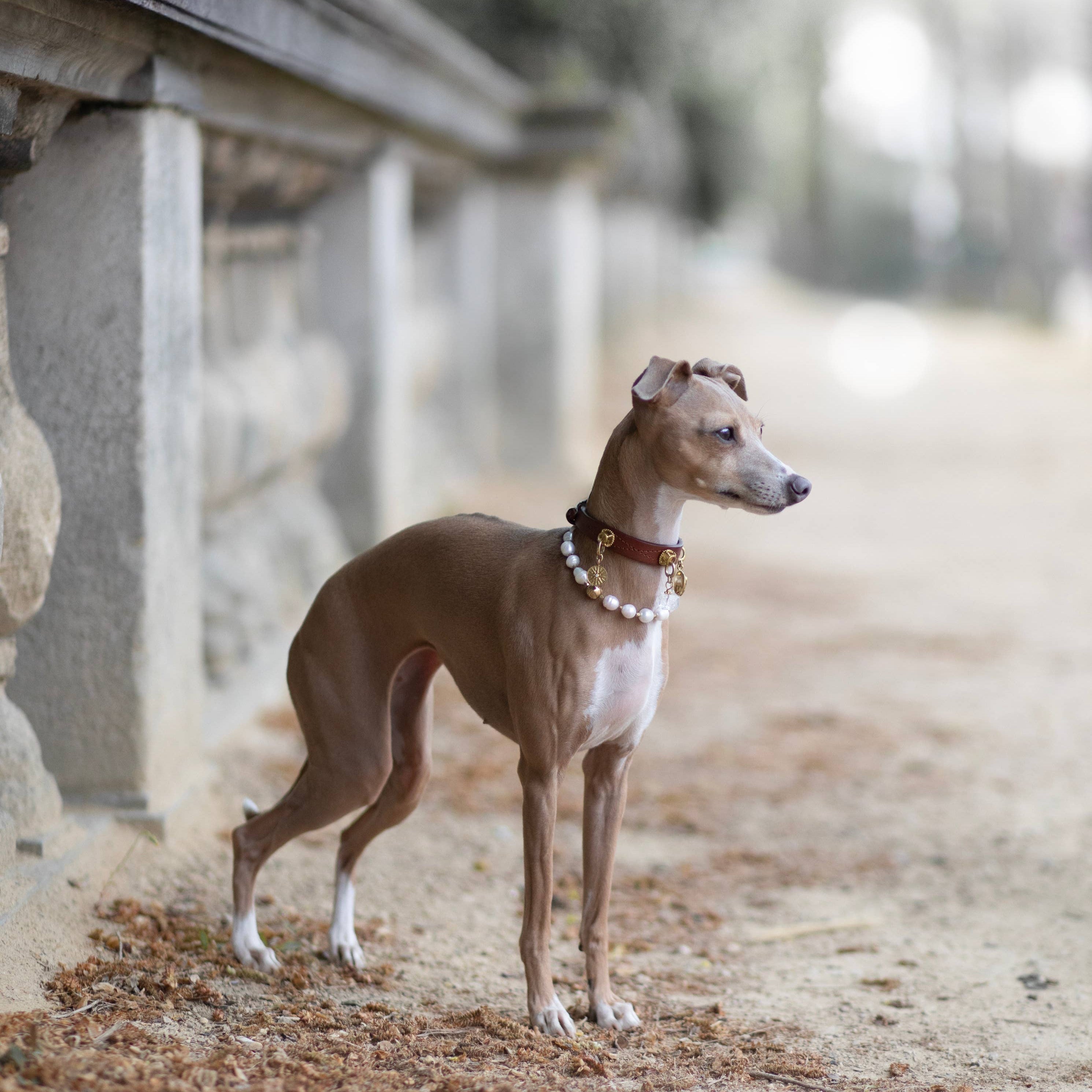 Lightweight dog necklace with polished accents