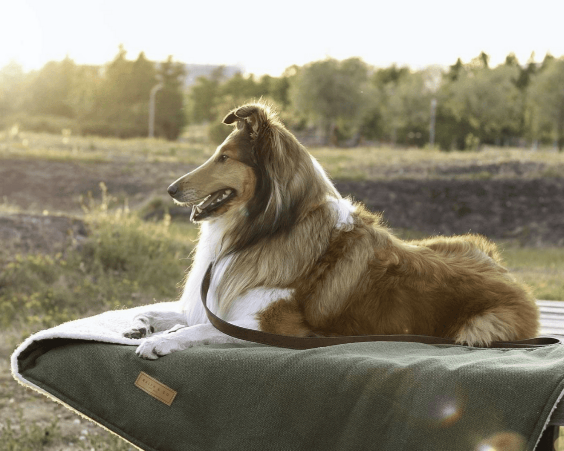 Ralph & Co The Richmond Green Sherpa Dog Blanket