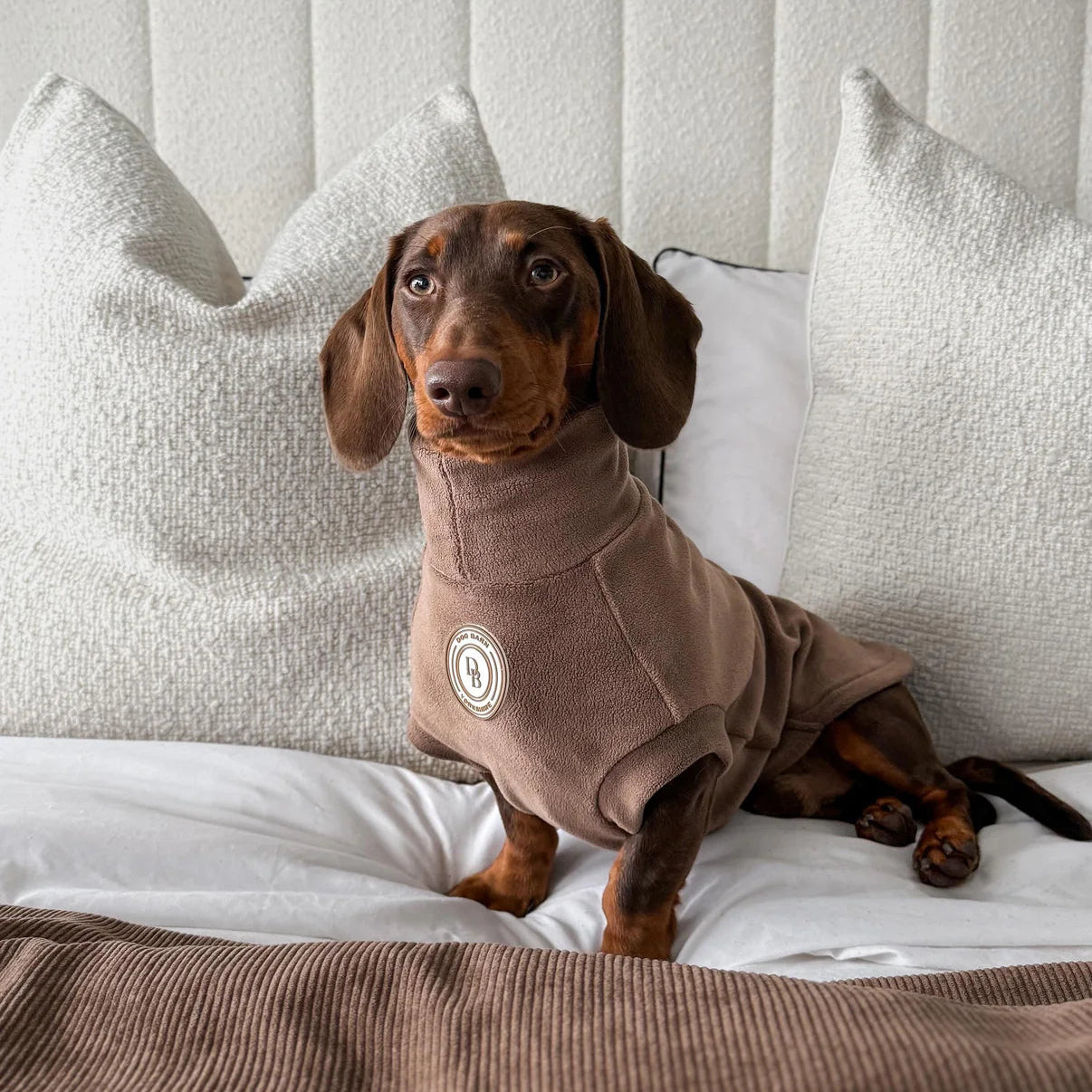 Dachshund in a brown sweater sitting on a bed with white pillows and a textured headboard.