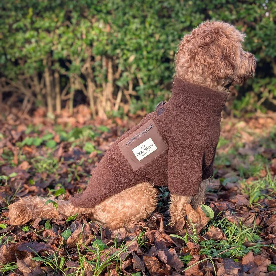 Dog wearing a brown fleece coat sitting on a leaf-covered ground with green bushes in the background.