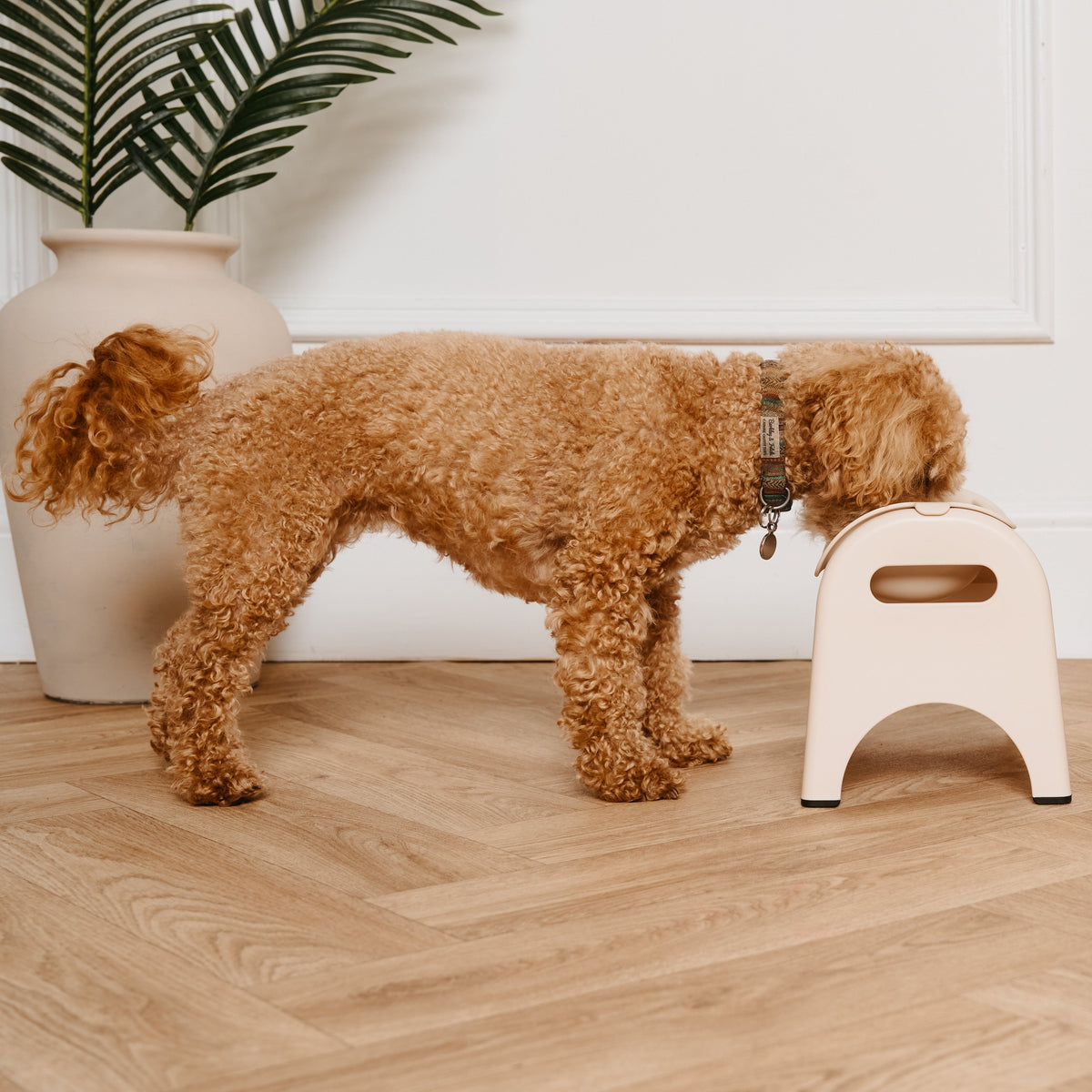 raised beige dog bowl 