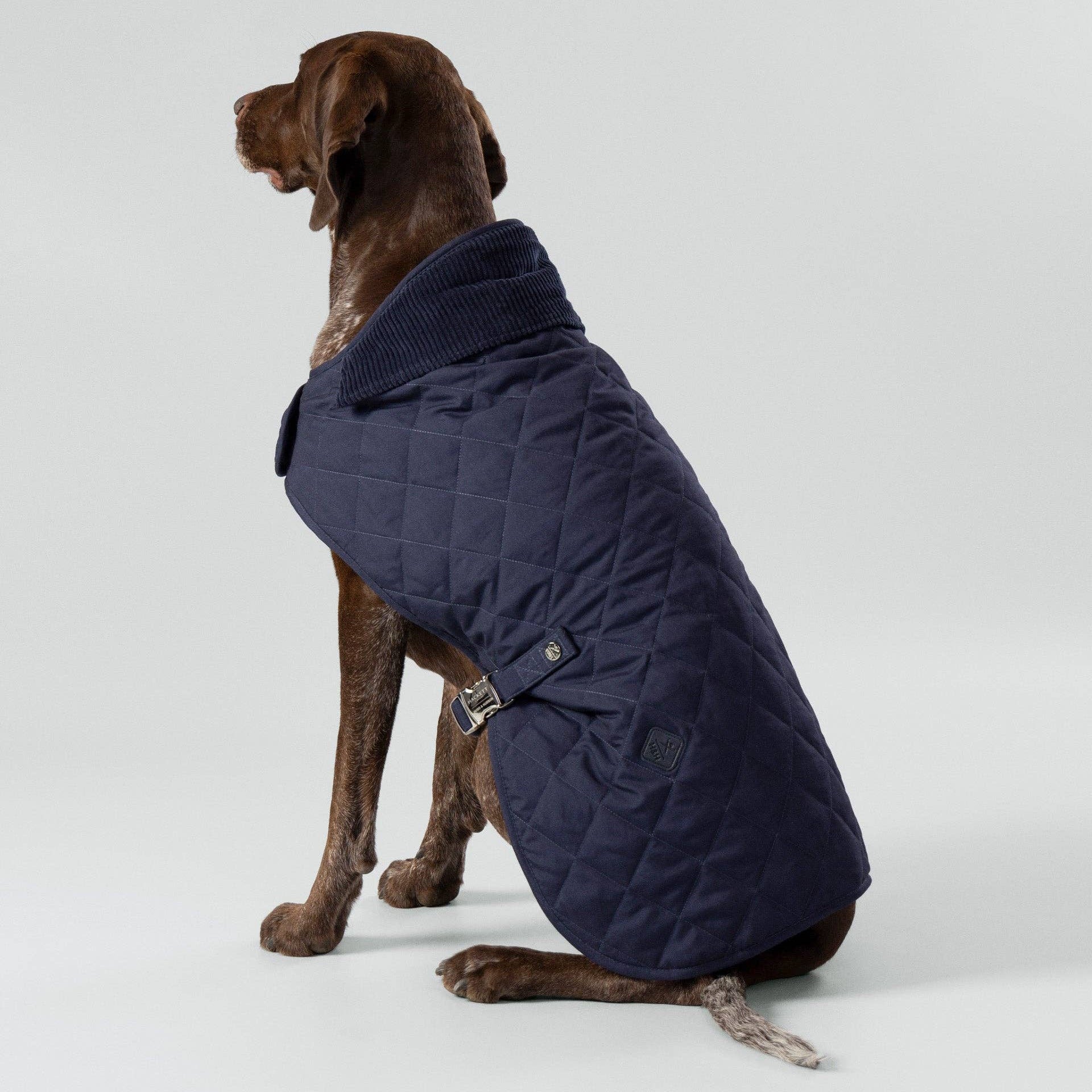Dog wearing a navy quilted coat on a white background