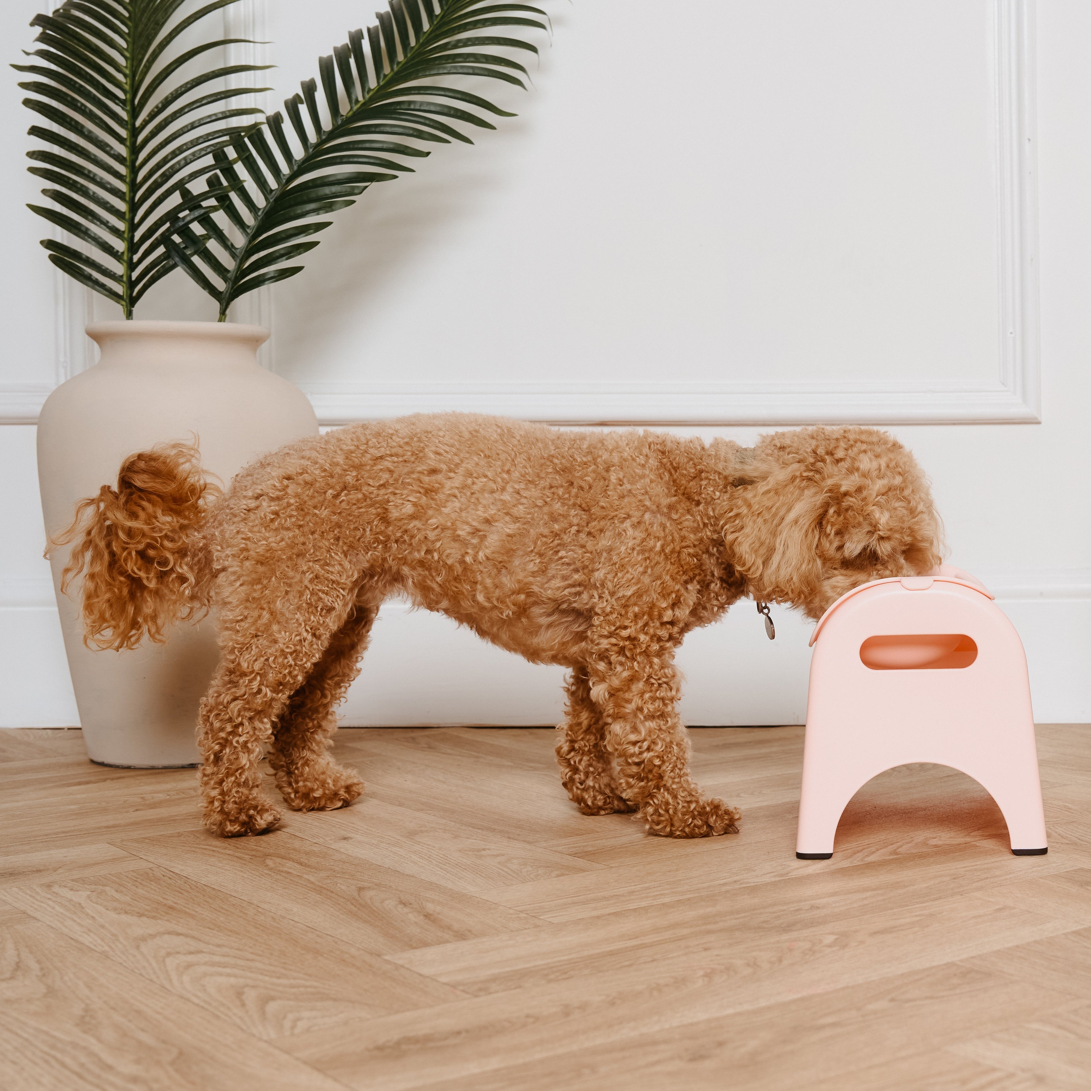Dog standing on a wooden floor next to a small pink stool.