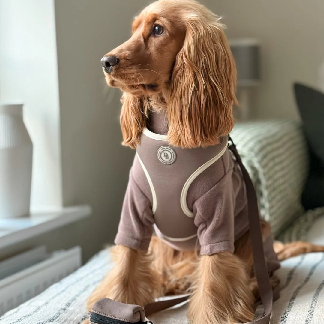 Dog wearing a brown outfit sitting on a couch in a home setting