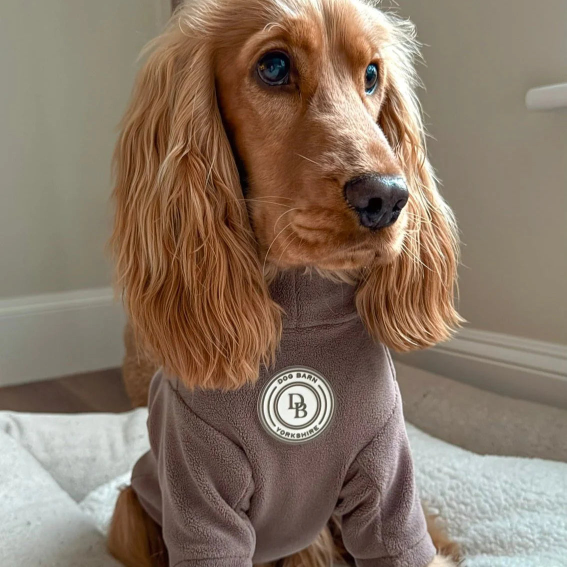 Dog wearing a brown fleece onesie with a logo on a white blanket