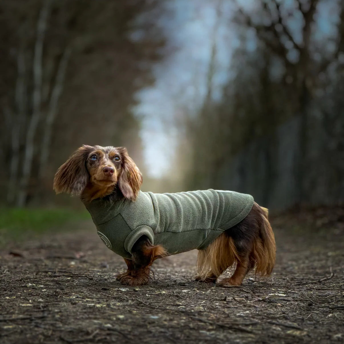Dachshund wearing a green jacket standing on a path with trees in the background