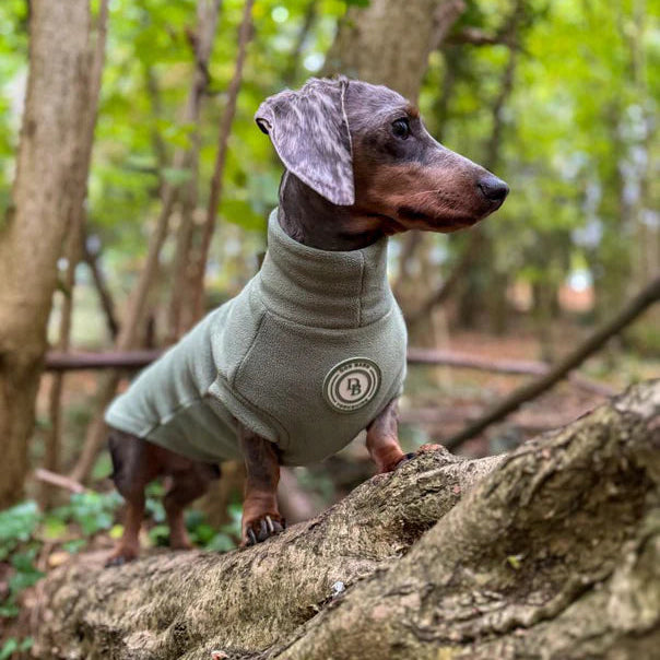 sausage dog coat 