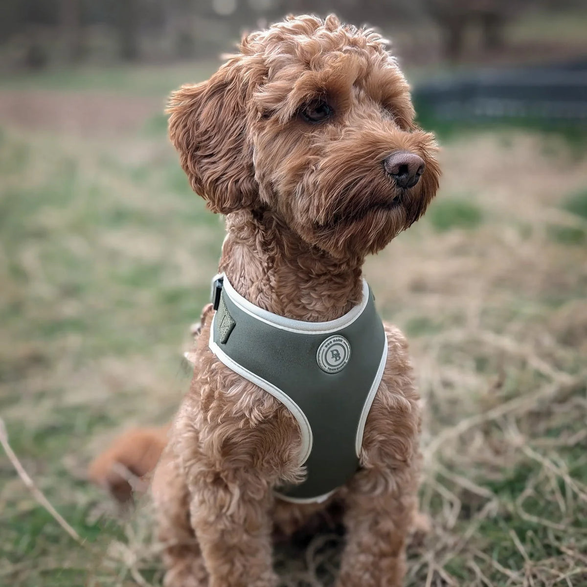 Forrest Glade Dog Harness