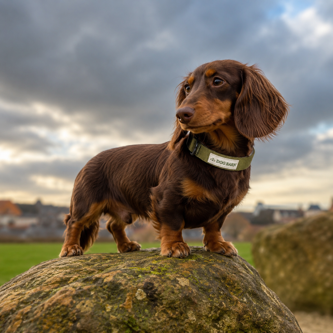 Dog Barn Yorkshire