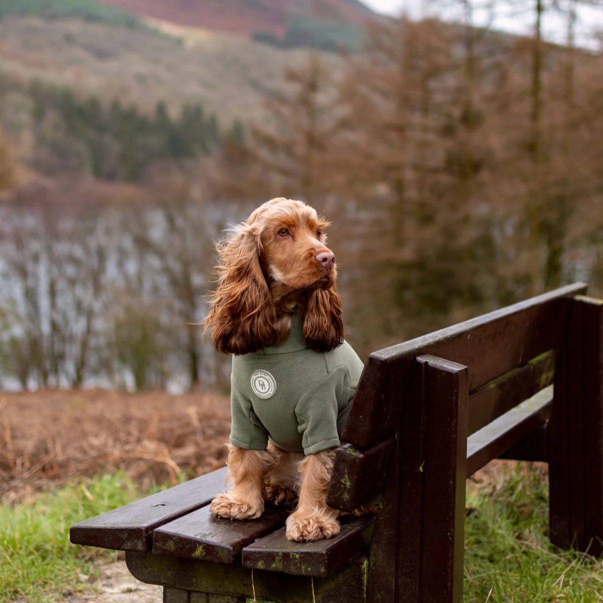 Dog wearing a green jacket sitting on a wooden bench with a natural landscape in the background