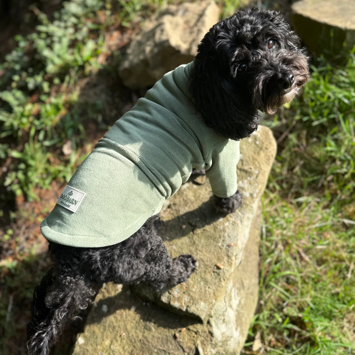 Small black dog wearing a green sweater standing on a stone wall outdoors.