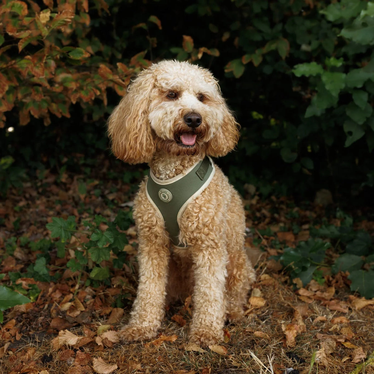 Forrest Glade Dog Harness