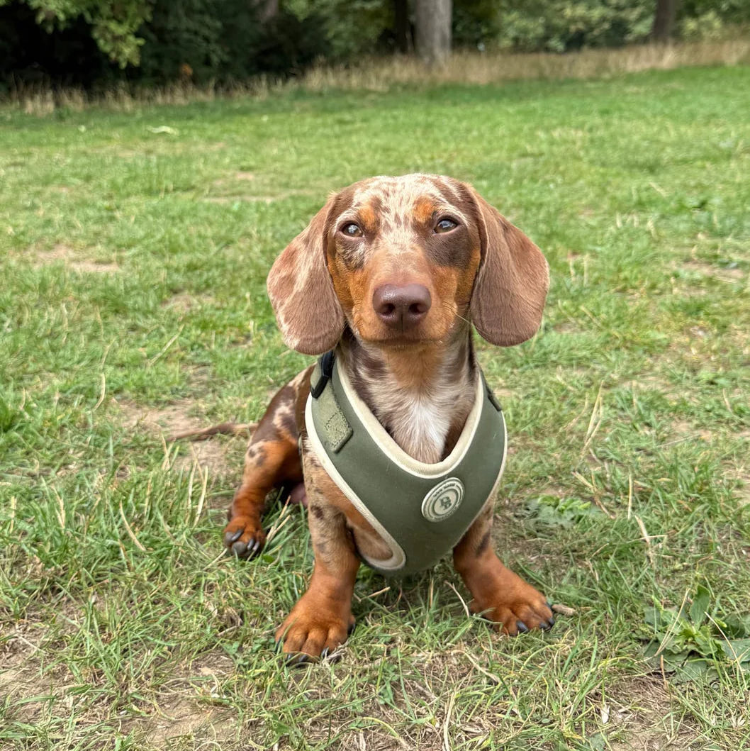 Dachshund wearing a green harness sitting on grass with trees in the background