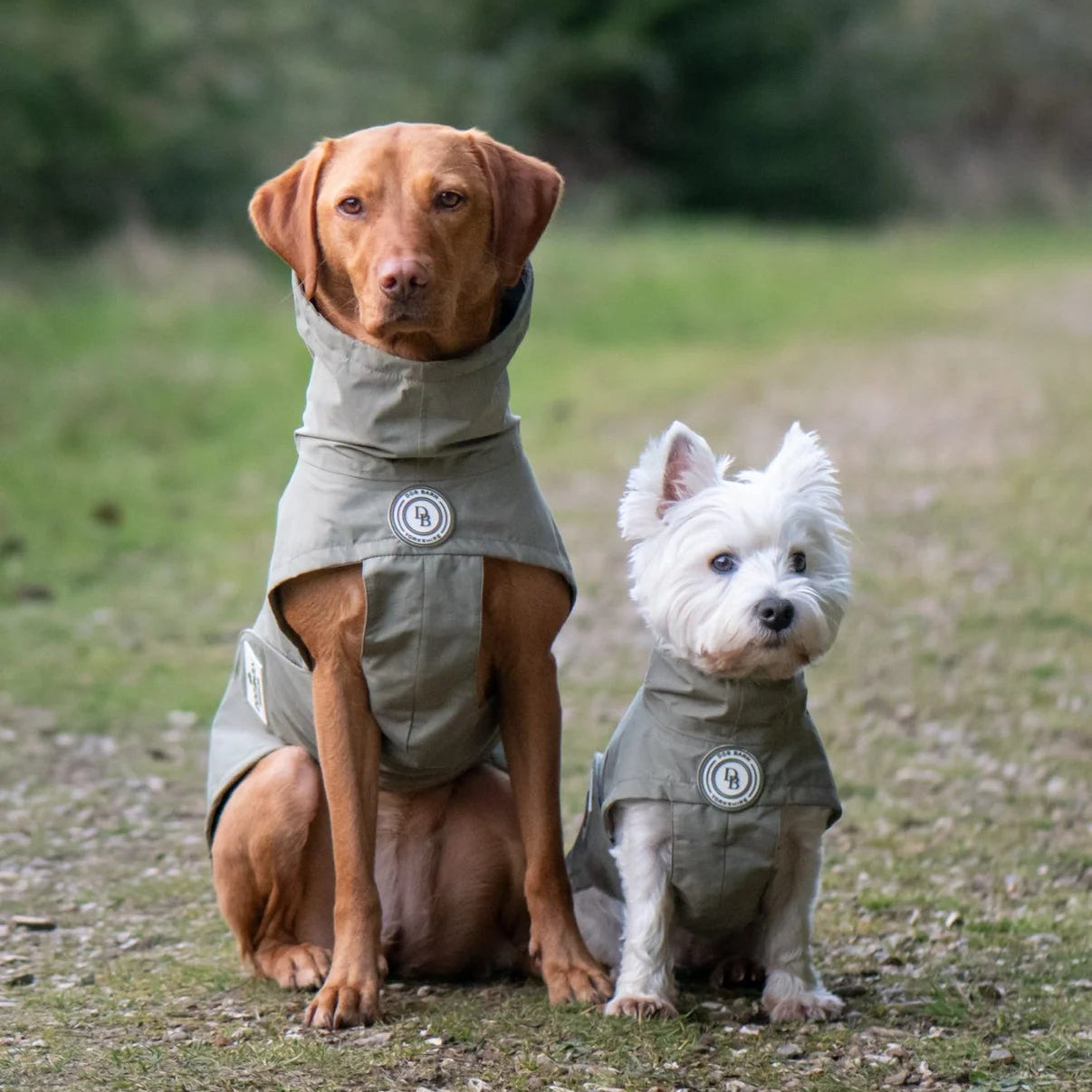 Two dogs wearing matching coats outdoors with a blurred natural background