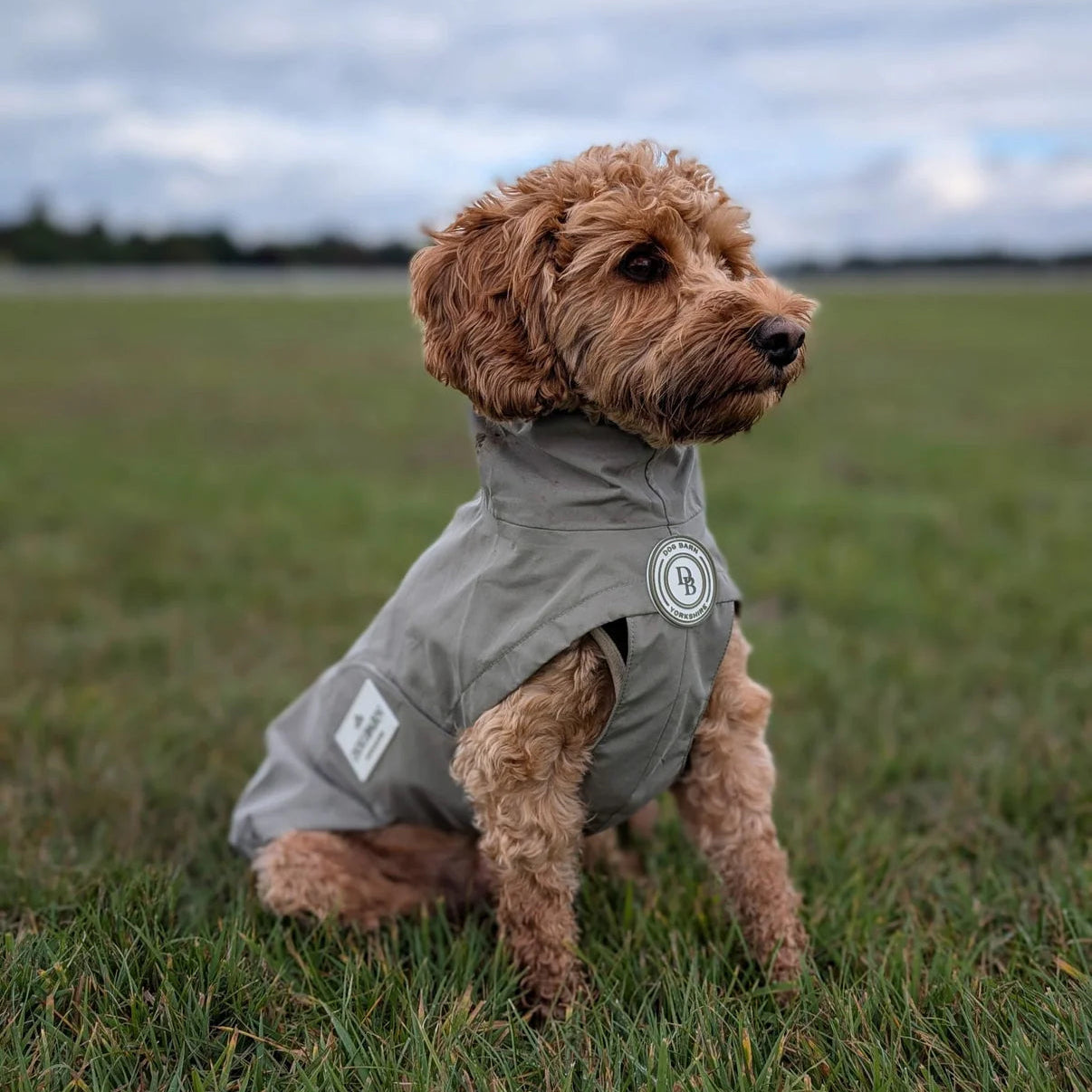 Dog wearing a gray coat in a grassy field with a cloudy sky.