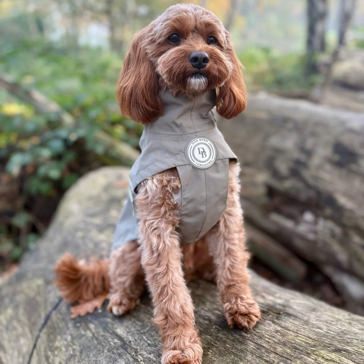 Small dog wearing a gray jacket with a logo in a forest setting