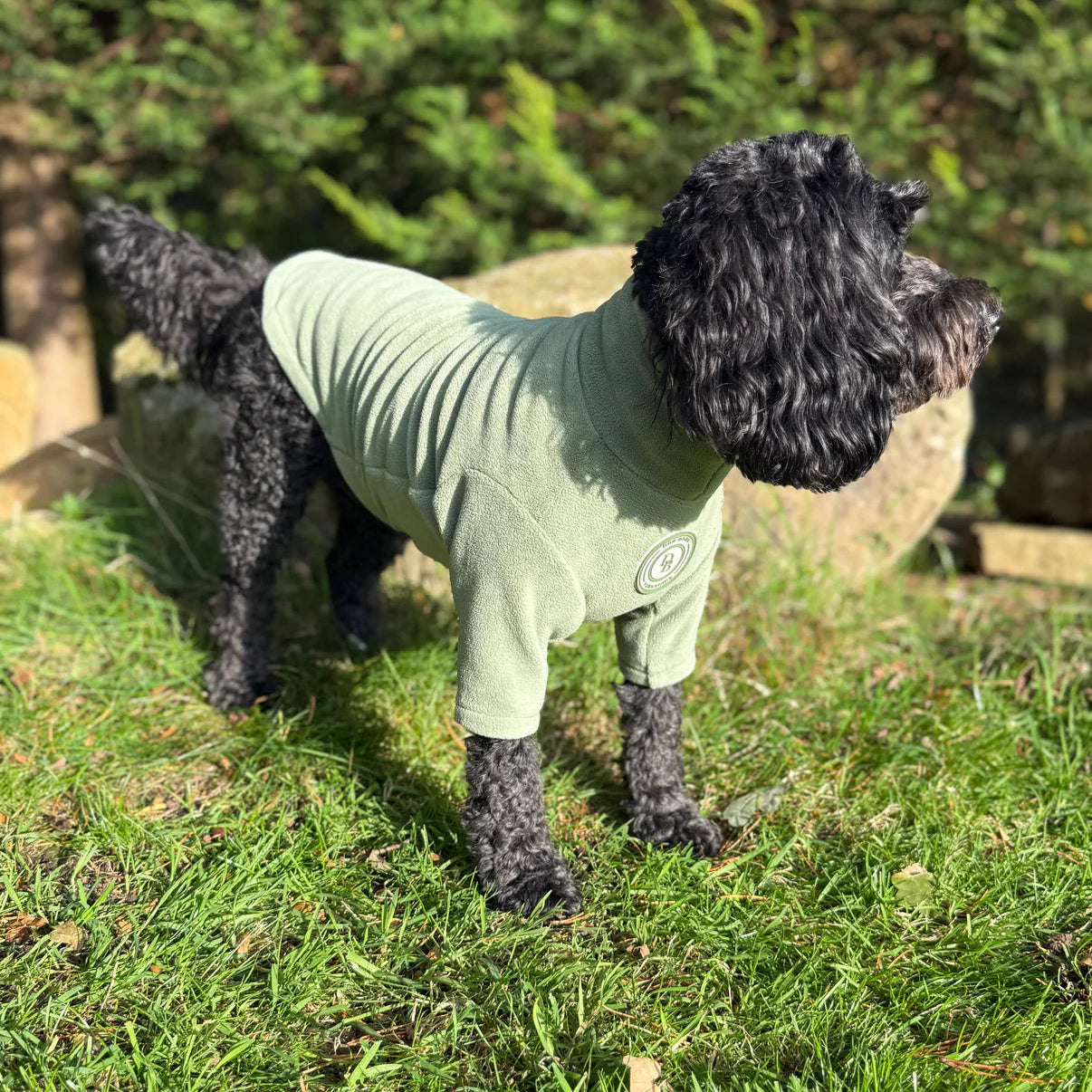 Dog wearing a green shirt standing on grass with trees in the background