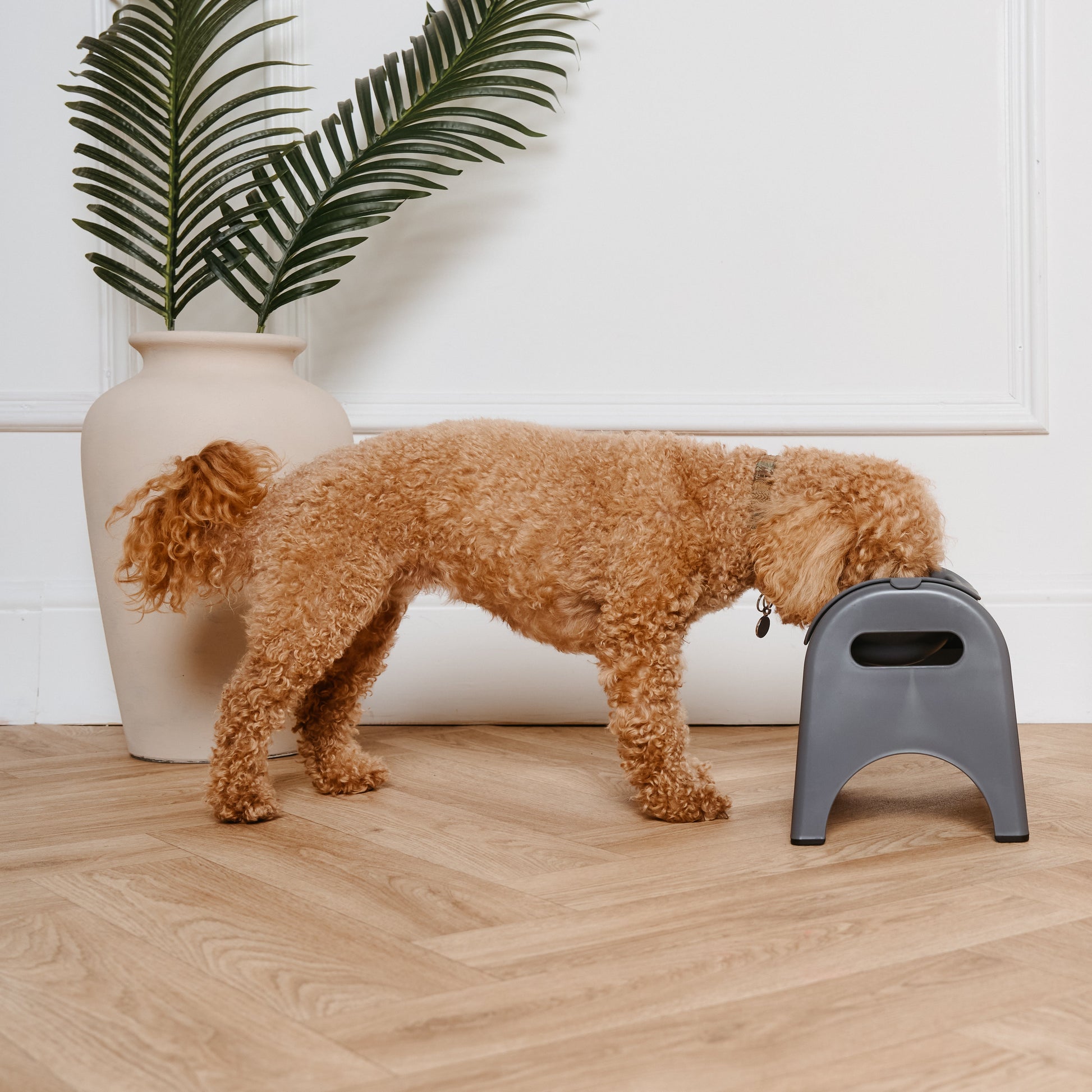 Dog using a small gray stool in a home setting with a plant and chair in the background.