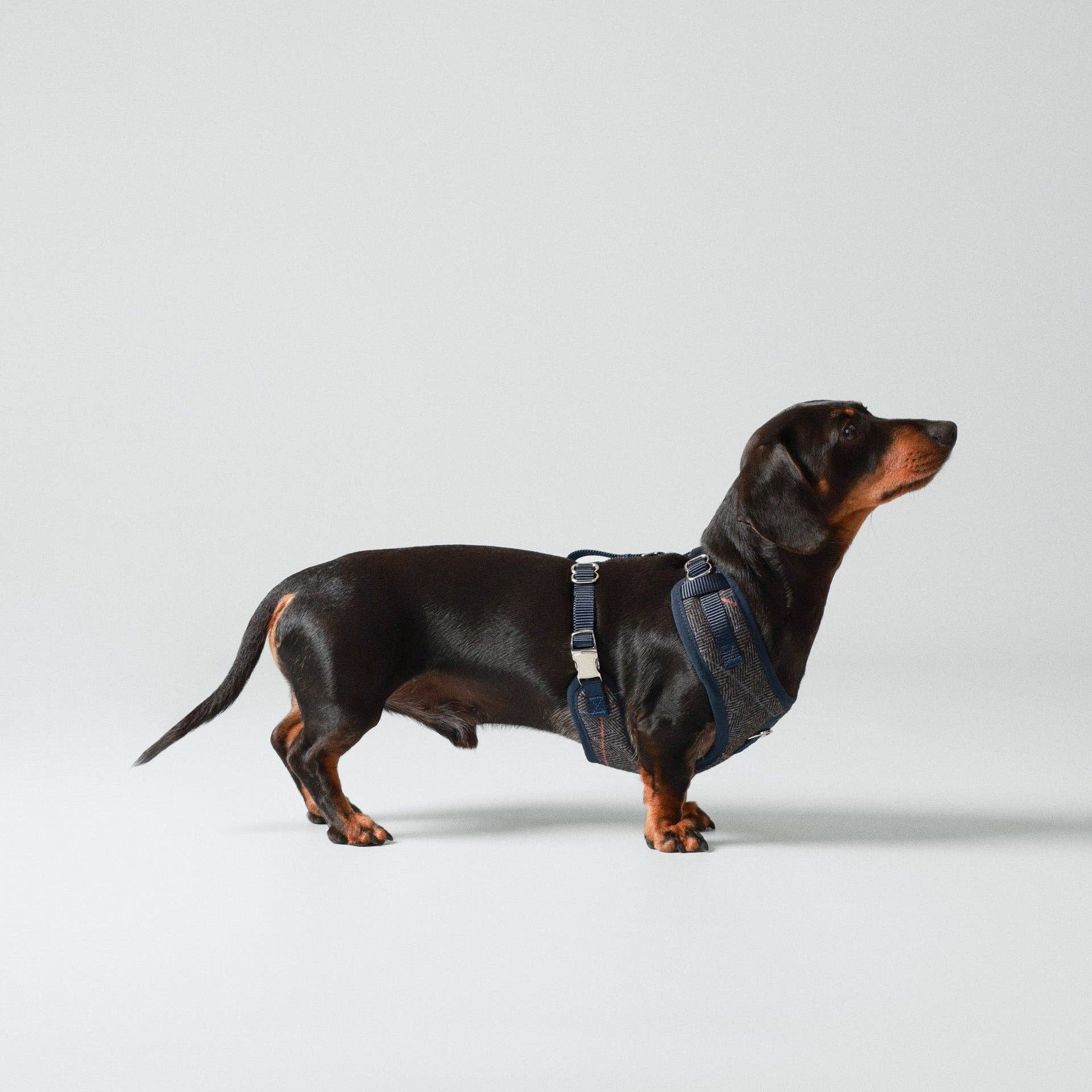 Dog wearing the Grey Checked Herringbone Tweed Harness outdoors