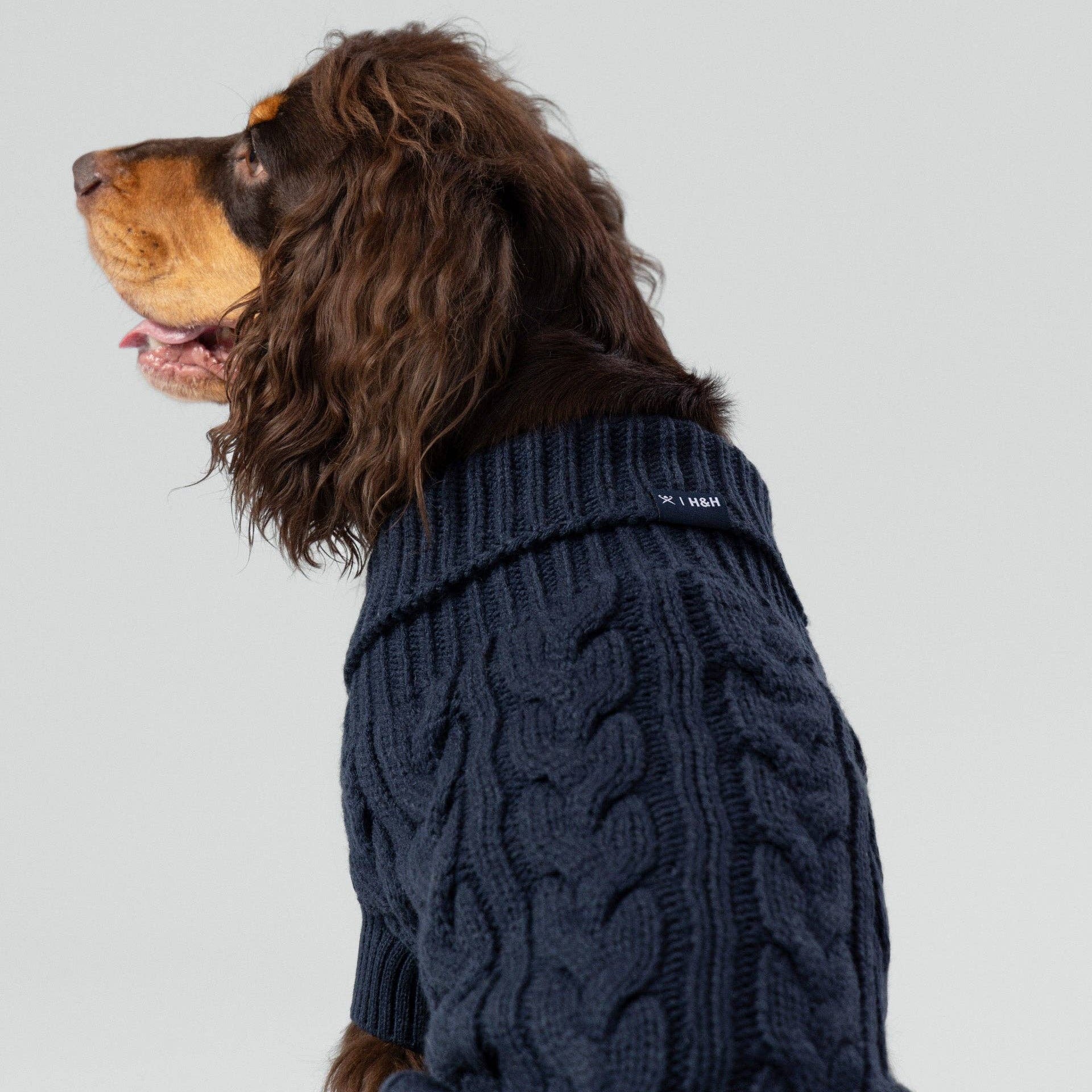 Dog wearing a blue cable knit sweater on a light gray background