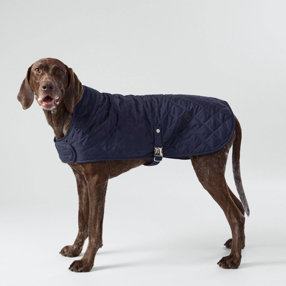 Hackett x Hugo Hudson Navy Quilted Dog Jacket