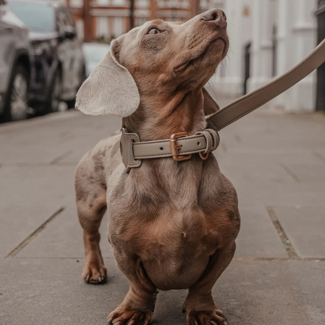 Dachshund on a leash looking up on a city street