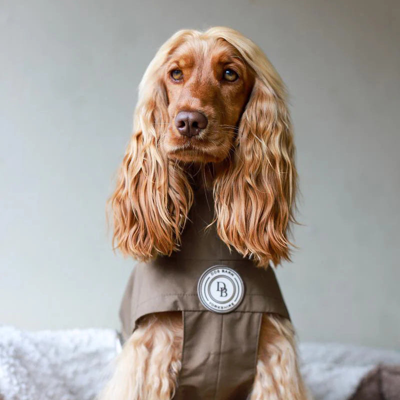Dog wearing a brown outfit with a logo on a gray background