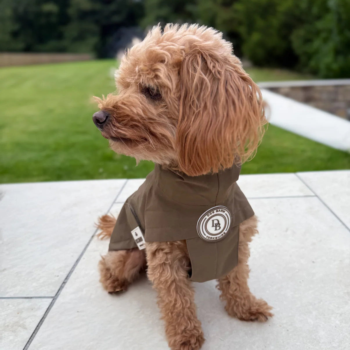 Small dog wearing a brown shirt with a logo on a tiled surface.