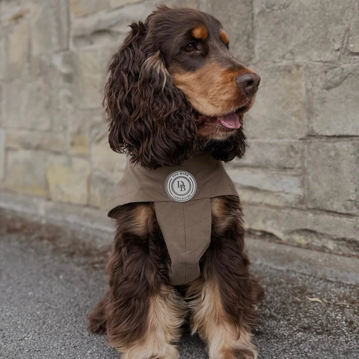 Dog wearing a brown coat with a logo, standing on a stone path.