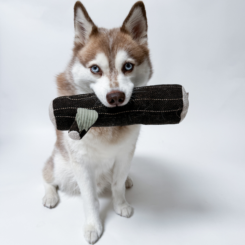 Dog holding a chew toy in its mouth against a white background
