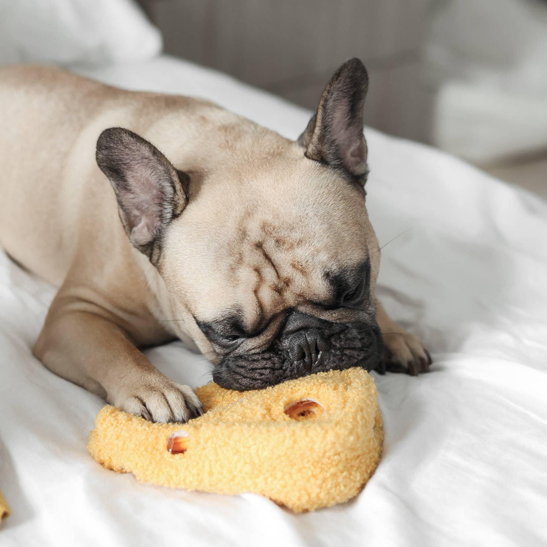 Dog chewing on a bone-shaped toy on a bed
