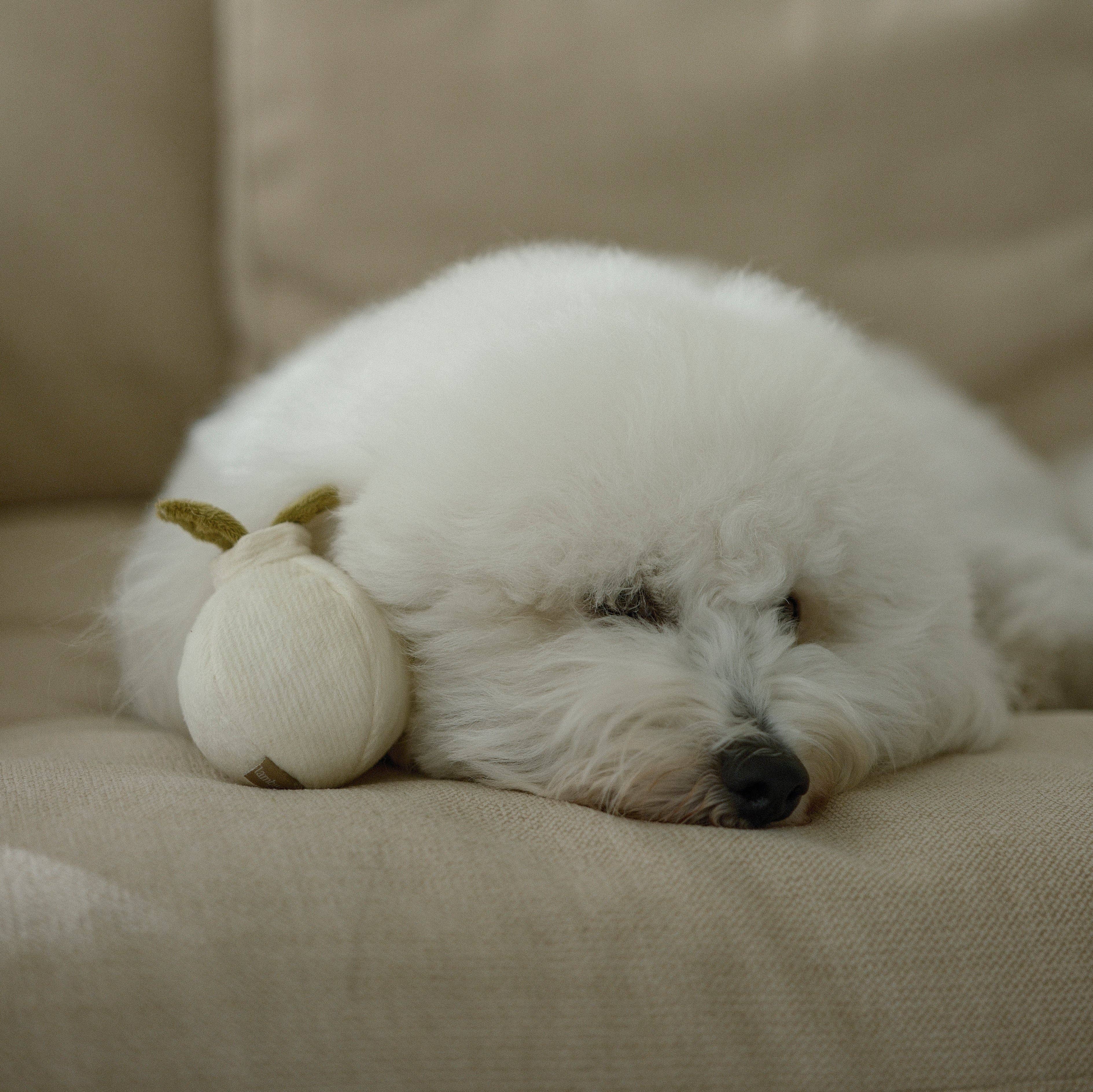 Hidden squeaky ball inside the Garlic Pop Dog Toy