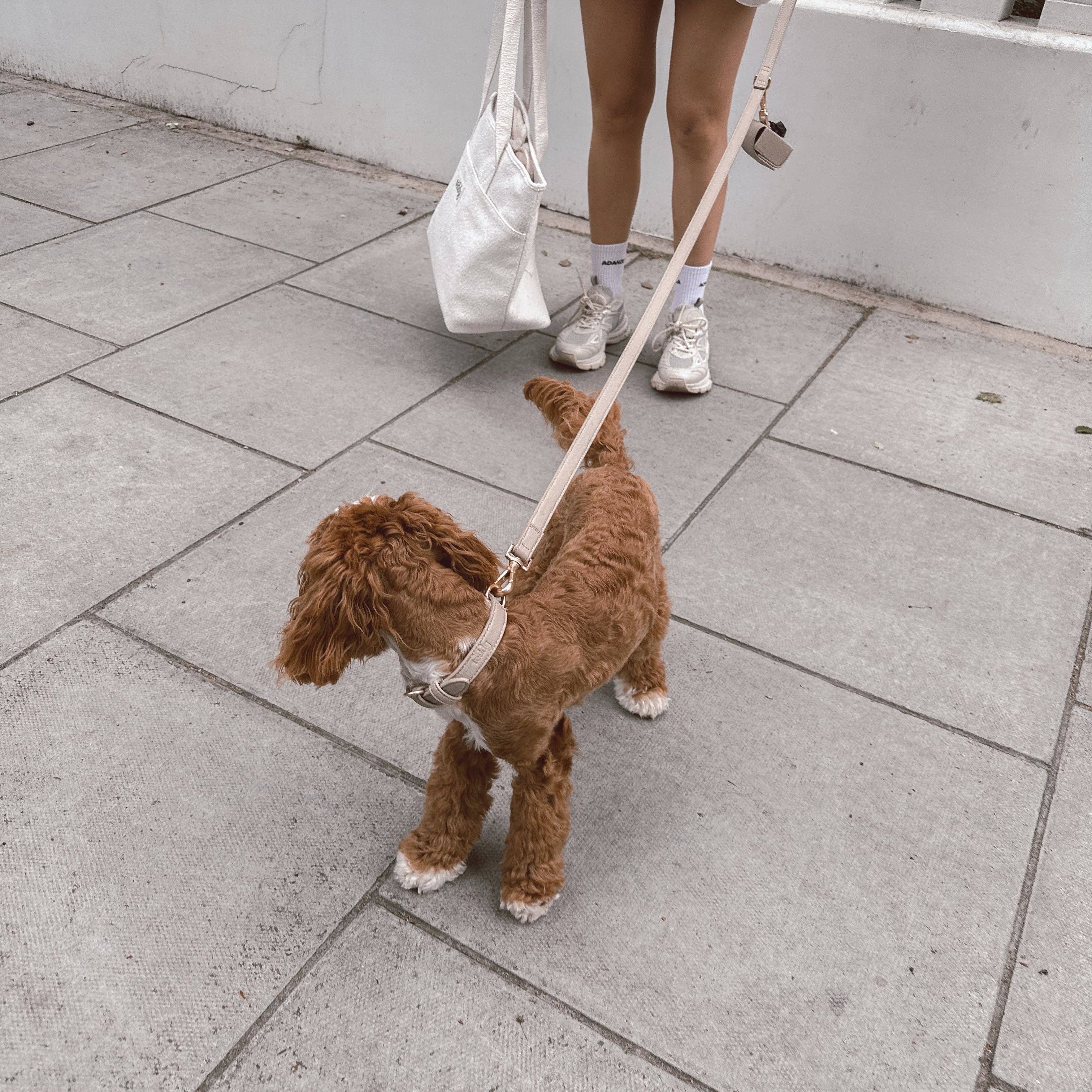 Person walking a brown dog on a leash in an urban setting