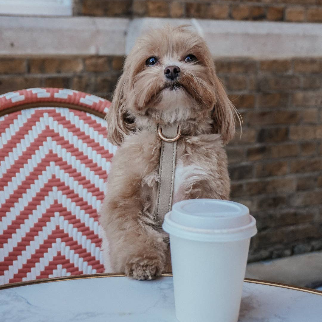 Small dog sitting on a chair next to a white cup with a brick wall background