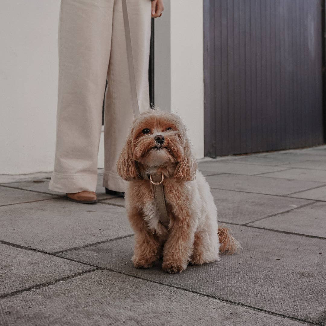 Small dog sitting on a pavement with a person standing behind it.