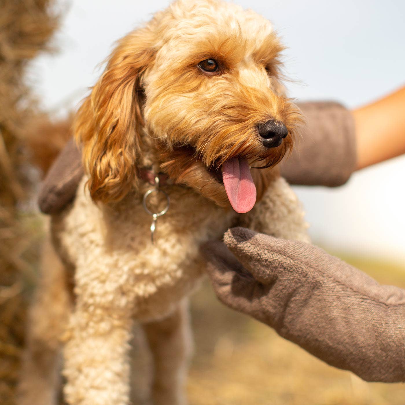 Dog being petted by a person outdoors