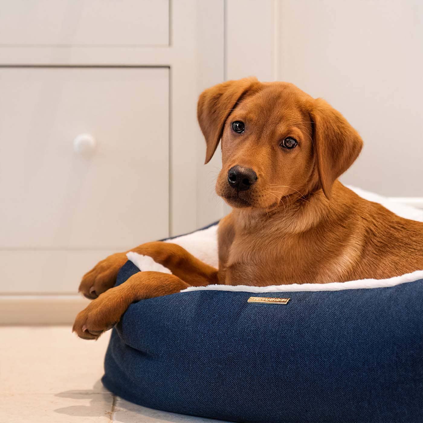 Essentials Twill Box Bed in Denim by Lords & Labradors