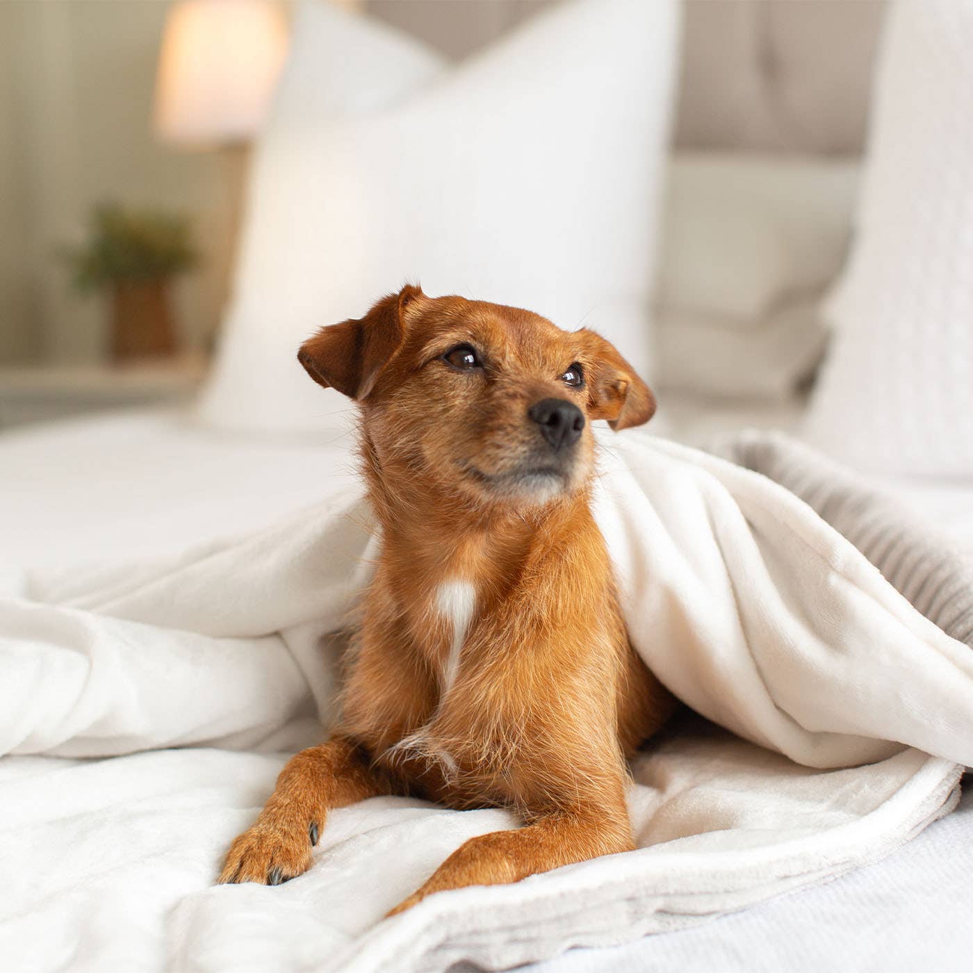 Close-up of the sherpa teddy fleece lining on the Light Grey dog blanket