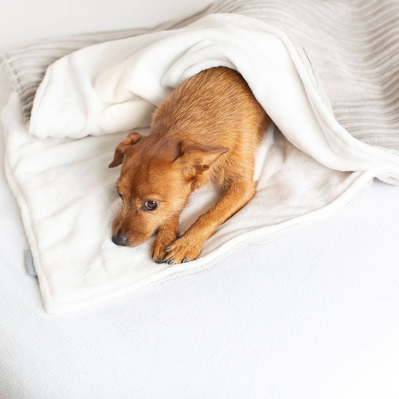 Folded Light Grey Essentials Plush dog blanket with soft sherpa fleece lining