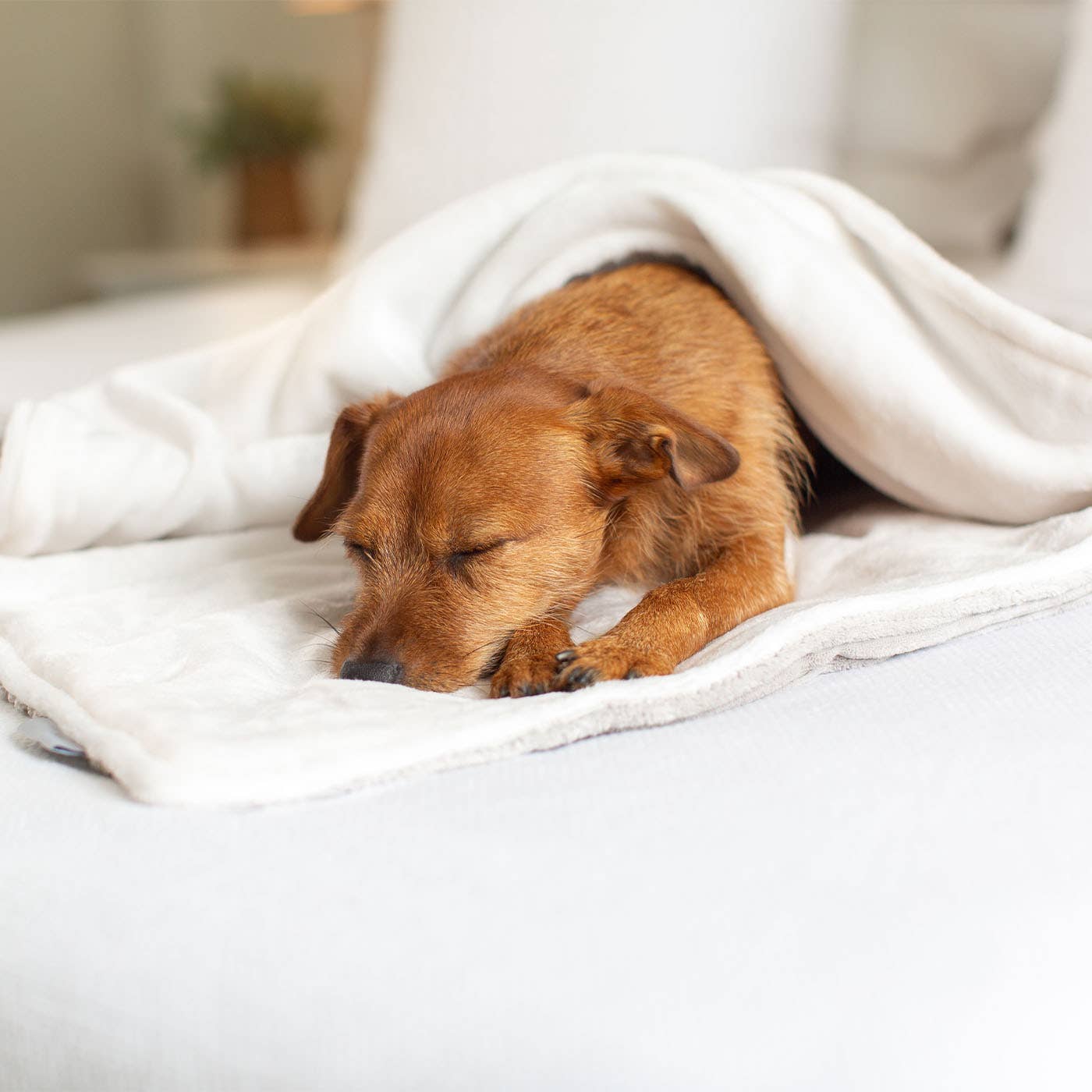 Dog relaxing on the Light Grey Essentials Plush Blanket by Lords & Labradors